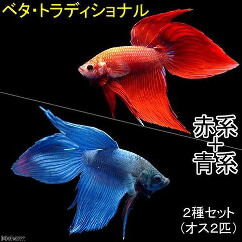 （熱帯魚）ベタ・トラディショナル　赤系＋青系　２種セット（オス）（２匹）（各種１匹）　北海道・九州航空便要保温