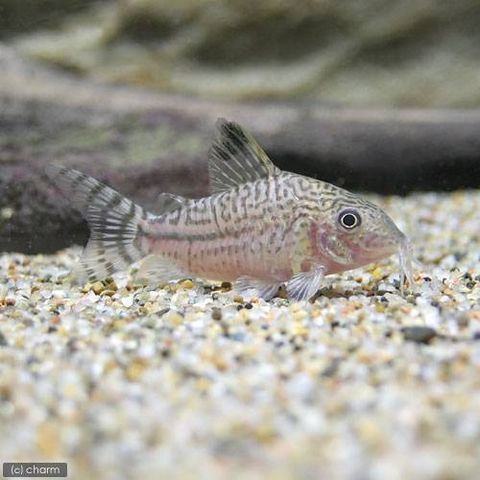 dショッピング |（熱帯魚）コリドラス・セミロングノーズクルジ 