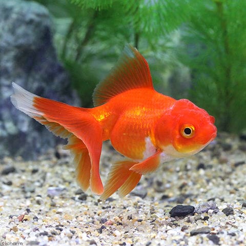 dショッピング |（国産金魚）飯田オランダ獅子頭（３匹） | カテゴリ：金魚の販売できる商品 | チャーム (023143756)|ドコモの通販サイト