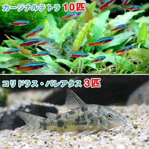 （熱帯魚）カージナルテトラ（ワイルド）（１０匹）　＋　コリドラス・パレアタス（３匹）　北海道・九州航空便要保温