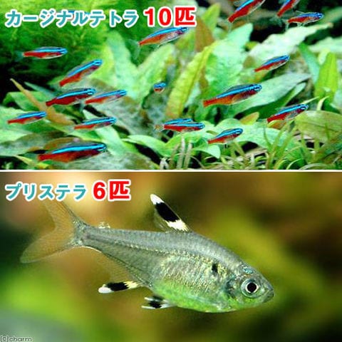 Dショッピング 熱帯魚 カージナルテトラ ワイルド １０匹 プリステラ ６匹 北海道 九州航空便要保温 カテゴリ 熱帯魚の販売できる商品 チャーム ドコモの通販サイト