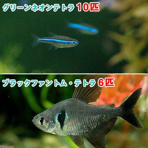 dショッピング |（熱帯魚）グリーンネオンテトラ（１０匹）＋ブラックファントム・テトラ（６匹） 北海道航空便要保温 カテゴリ：熱帯魚の販売できる商品  チャーム (023147106)|ドコモの通販サイト