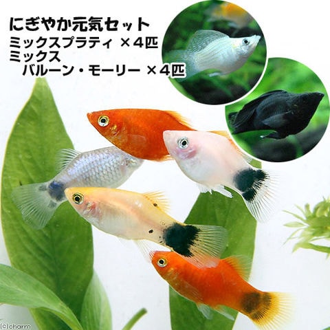 （熱帯魚）ミックスプラティ＋ミックスバルーンモーリー（各４匹）　北海道・九州航空便要保温