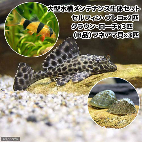 dショッピング |（熱帯魚）大型水槽向き メンテナンス生体セット 北海道航空便要保温 | カテゴリ：熱帯魚の販売できる商品 | チャーム  (023147579)|ドコモの通販サイト