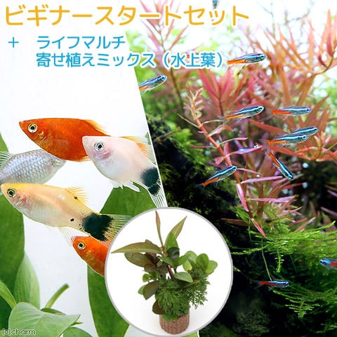 （熱帯魚）（水草）ビギナースタートセット　ネオンテトラ（１０匹）＋ミックスプラティ（４匹）　北海道・九州航空便要保温