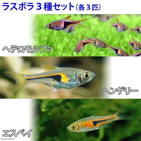 Dショッピング 熱帯魚 ラスボラ３種セット ヘテロモルファ ヘンゲリー エスペイ 各種３匹 北海道 九州航空便要保温 カテゴリ の販売できる商品 チャーム ドコモの通販サイト