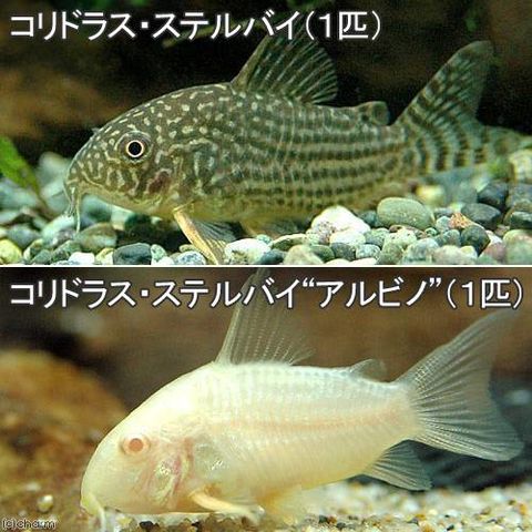 （熱帯魚）コリドラス・ステルバイ（１匹）　＋　コリドラス・ステルバイ　アルビノ（１匹）　北海道・九州航空便要保温
