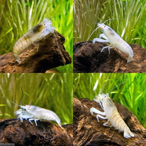 即決　アフリカンジャイアントロックシュリンプ　約10cm※九州地方、沖縄県、北海道は発送出来ません。 即決 アフリカンジャイアントロックシュリンプ 約10cm\u203b九州地方、沖縄