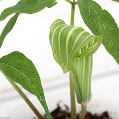 dショッピング |（山野草）テンナンショウ（天南星）ツクシマムシグサ