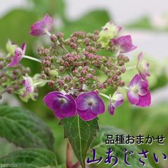 dショッピング |プロトリーフ 青アジサイの土 ５Ｌ 青い花を育てる