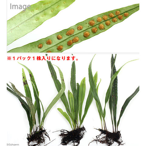 dショッピング |（テラリウム）シダ（羊歯）ノキシノブ（軒忍） Ｌサイズ（１パック）常緑性多年草 | カテゴリ：観葉植物の販売できる商品 | チャーム  (023173356)|ドコモの通販サイト