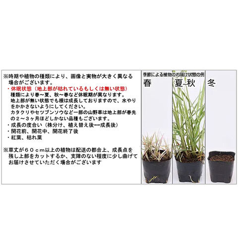 Dショッピング 山野草 ヒカゲスゲ 日陰菅 書帯草 ３号 １ポット カテゴリ 観葉植物の販売できる商品 チャーム ドコモの通販サイト