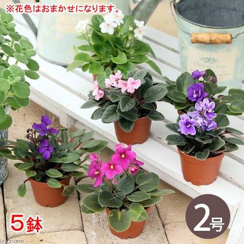 dショッピング |（観葉植物）セントポーリア 花色おまかせ ２号（５鉢