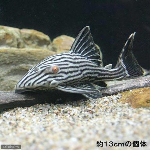 dショッピング |（熱帯魚）プラチナ・ロイヤルプレコ ＭＳサイズ（ワイルド）（１匹） 北海道・九州航空便要保温 | カテゴリ：熱帯魚の販売できる商品  | チャーム (02318590)|ドコモの通販サイト