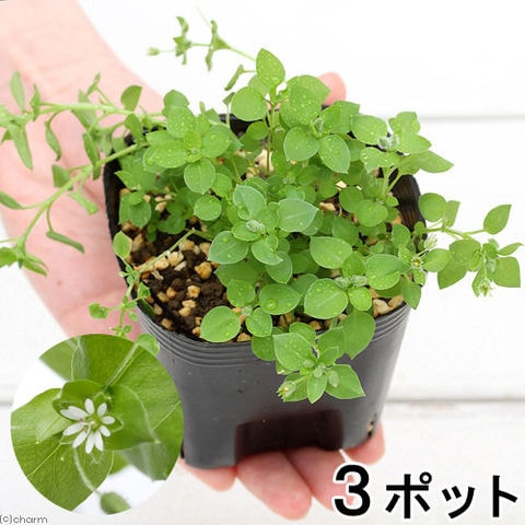 dショッピング |（観葉植物）ペットリーフ ハコベの苗 ３号（無農薬