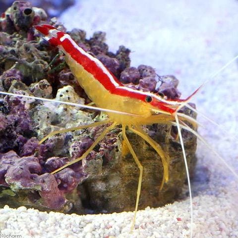 dショッピング |（海水魚）エビ スカンクシュリンプ Ｍサイズ（２匹