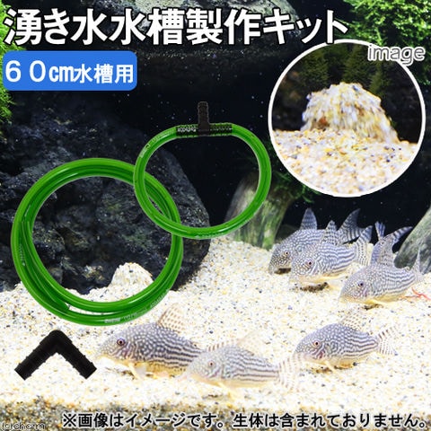 dショッピング |６０ｃｍ用 湧き水水槽製作キット 湧き水 コリドラス水槽 お一人様１点限り 関東当日便 | カテゴリ：水草の販売できる商品 |  チャーム (023220270)|ドコモの通販サイト