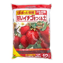 いちご苗　恋みのり120株 楽天市場】イチゴ苗 恋みのりの通販