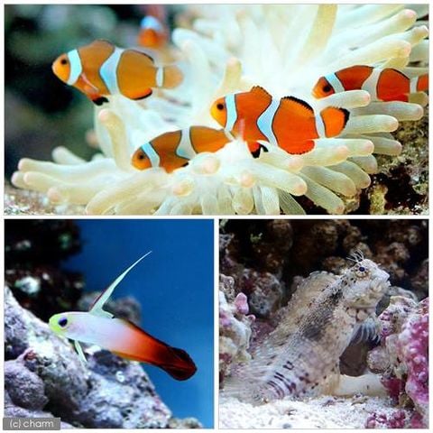 dショッピング |（海水魚）カクレクマノミ（２匹）と愉快な仲間たち １セット 熱帯魚 北海道航空便要保温 | カテゴリ：海水魚の販売できる商品 |  チャーム (023240816)|ドコモの通販サイト