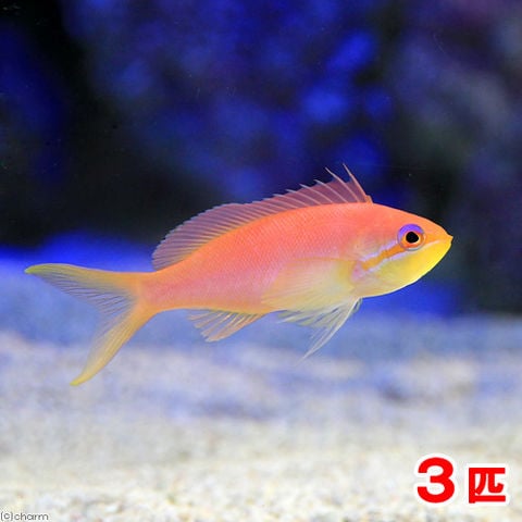 （海水魚）インディアンフレームアンティアス　メス（３匹）　北海道航空便要保温