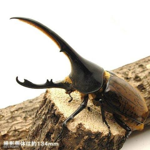 コロンビア産リッキーヘラクレスオオカブト3