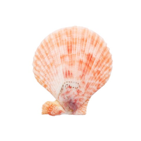 dショッピング |貝殻 シェルコレクション ヒオウギガイ おまかせカラー