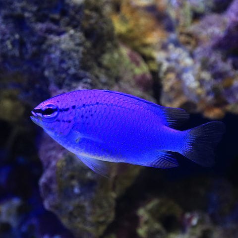 dショッピング |（海水魚）沖縄産 コバルトスズメダイ（３匹） 北海道