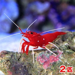 dショッピング |（海水魚）エビ スカンクシュリンプ Ｍサイズ（２匹