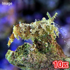 Dショッピング 海水魚 で絞り込んだ通販できる商品一覧 ドコモの通販サイト