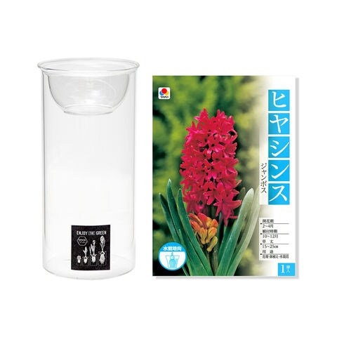 dショッピング |（観葉植物）ヒヤシンス水耕栽培セット ジャンボス １球 ＭＩＮＩ ＢＵＬＢ ＶＡＳＥ 水耕栽培ガラスベース カテゴリ：球根の販売できる商品  チャーム (023283243)|ドコモの通販サイト