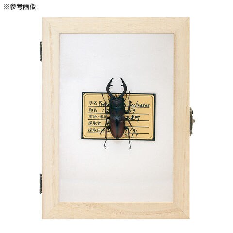 dショッピング |甲虫向け昆虫標本作成セット 昆虫 標本用品 標本セット