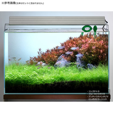 dショッピング |（水草）６０ｃｍ水槽用 水草レイアウトセット