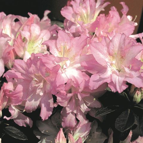 dショッピング (山野草)盆栽 ツツジ ヒラドツツジ 貴婦人 4号(1ポット) 北海道冬季発送不可 カテゴリ:植木の販売できる商品