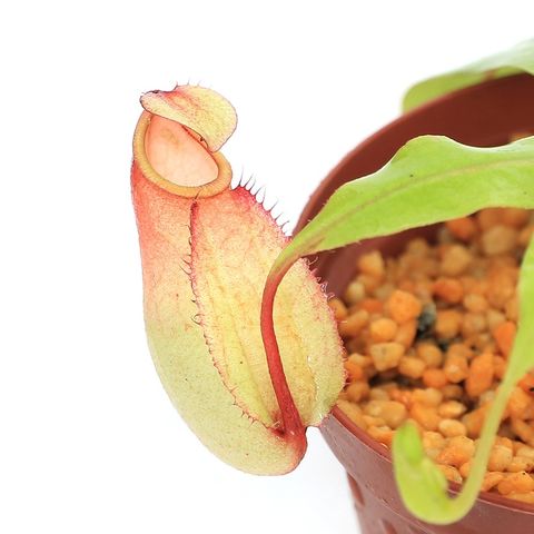 dショッピング |（食虫植物） ウツボカズラ ネペンテス バイキング セレクテッドクローン ２号（１鉢） | カテゴリ：観葉植物の販売できる商品 |  チャーム (023347987)|ドコモの通販サイト