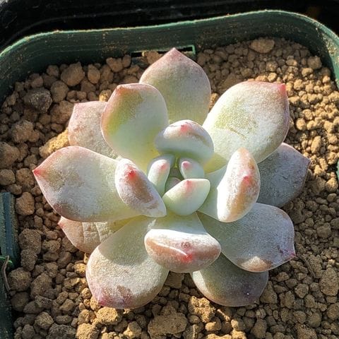 多肉植物リトルビューティー 8個カット苗セダム