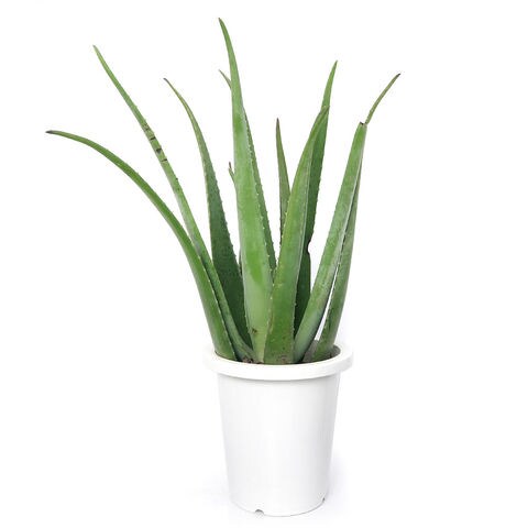 Dショッピング 観葉植物 アロエ ベラ ８号 １鉢 北海道冬季発送不可 カテゴリ 観葉植物の販売できる商品 チャーム ドコモの通販サイト