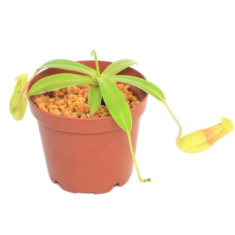 dショッピング |（食虫植物）ウツボカズラ ネペンテス ベントリコーサ