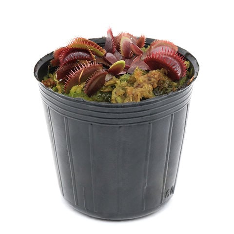 dショッピング |（食虫植物）ハエトリソウ レッドピラニア 2号（1