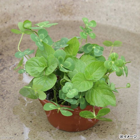 dショッピング |（ビオトープ）水辺植物 メダカの鉢にも入れられる水辺植物 ムチカとウォーターミントの寄せ植え（１ポット）（ミント挿したて）  カテゴリ：生花の販売できる商品 チャーム (02334683)|ドコモの通販サイト