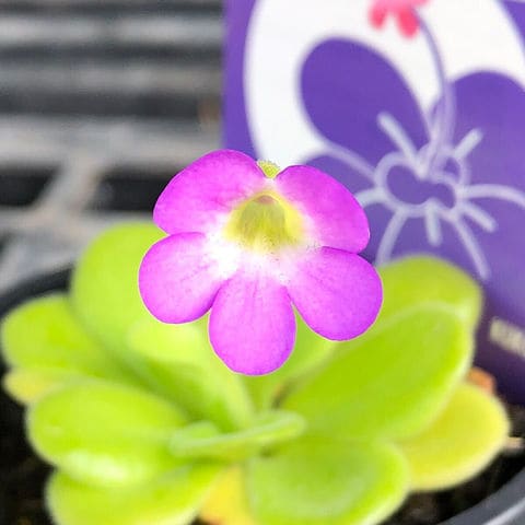 食虫植物　ムシトリスミレ　ピンク　￥888 食虫植物 ムシトリスミレ ピンク ￥888 - メルカリ