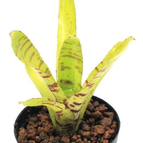 小型ブロメリア 観葉植物 楽天市場】ブロメリア（花・観葉植物｜花・ガーデン・DIY）の通販