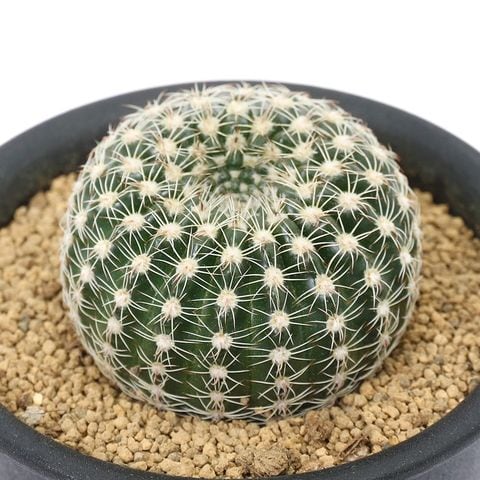 サボテン 多肉植物 フェロカクタス属 ジョンストニアヌス 実生 12 フェロカクタス・タウンゼンディアヌス × フェロカクタス・グルセンス