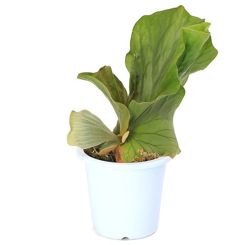 コウモリラン エレファント ビカクシダ（コウモリラン）：エレファント