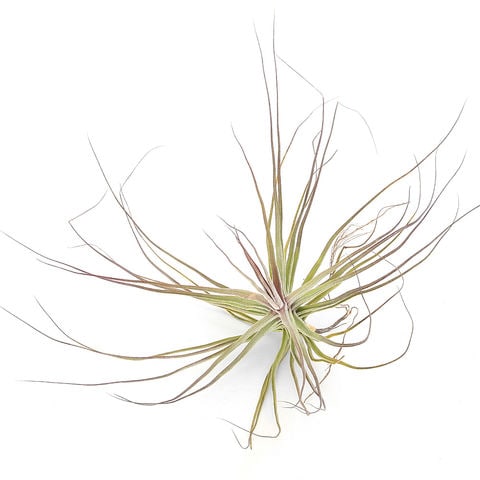 dショッピング |（観葉植物）エアープランツ チランジア シーディアナ