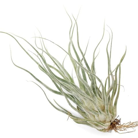 dショッピング |（観葉植物）エアープランツ チランジア Ty（タイ