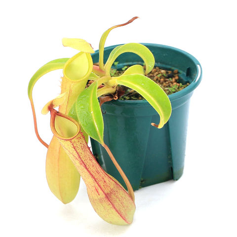 dショッピング |（食虫植物）ウツボカズラ ネペンテス アラタ '山本