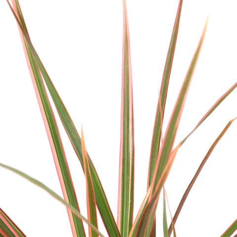 dショッピング |（観葉植物）ドラセナ コンシンネ レインボー 2号