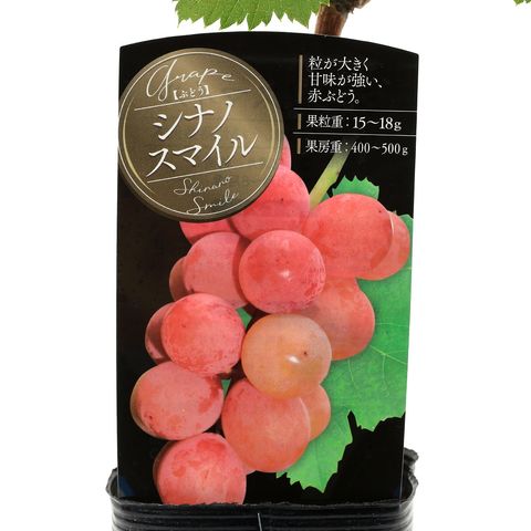 シナノスマイル 大粒赤ぶどう苗木 シナノスマイル 大粒赤ぶどう苗木