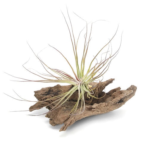 dショッピング |（観葉植物）エアープランツ チランジア シーディアナ