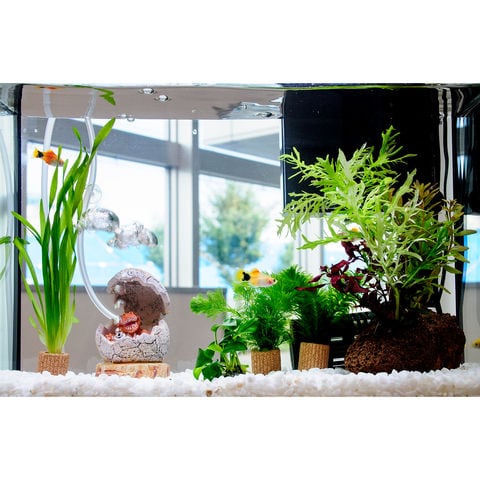 熱帯魚水草レイアウト完成品 dショッピング |（熱帯魚）（水草）簡単イエローミッキーマウス